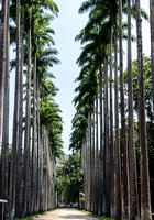 Jardim Botánico do Rio de Janeiro